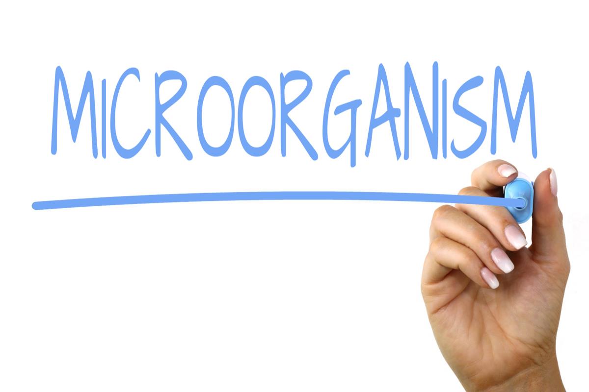 Microorganism